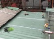Báo giá thi công lợp mái tôn tại Bắc Tân Uyên- 0868.448.733